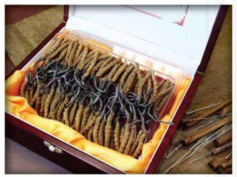 漯河冬虫夏草回收